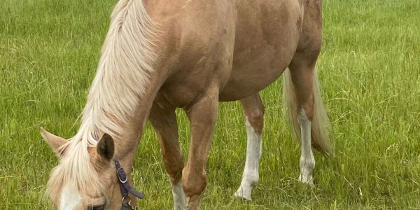 Pferde Fotovorlagen für 31 Tage