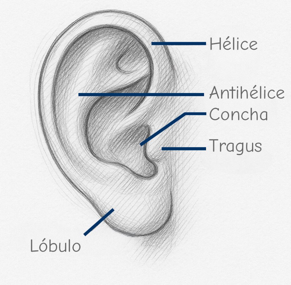 Designacion de la anatomia del oido