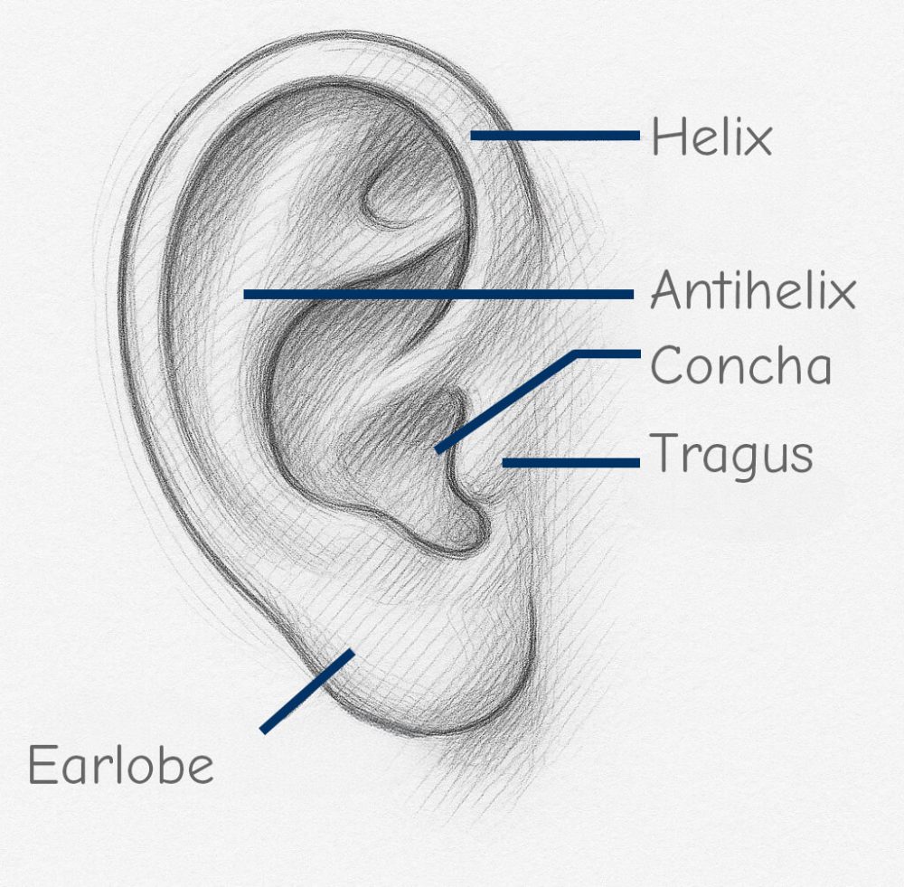 Ear anatomy designation