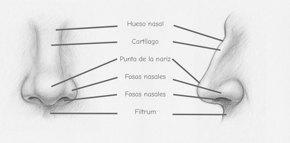 Anatomía de la nariz con denominaciones