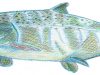 Salmon - coloring with watercolor crayon